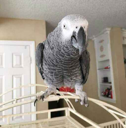 "An African Grey Parrot perched on a branch, showcasing its striking grey feathers and vibrant red tail."
