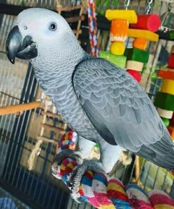 African Grey Parrot