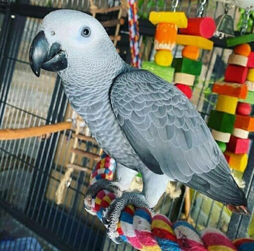 "An African Grey Parrot perched on a branch, showcasing its striking grey feathers and vibrant red tail."
