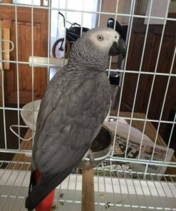 African Grey Parrot