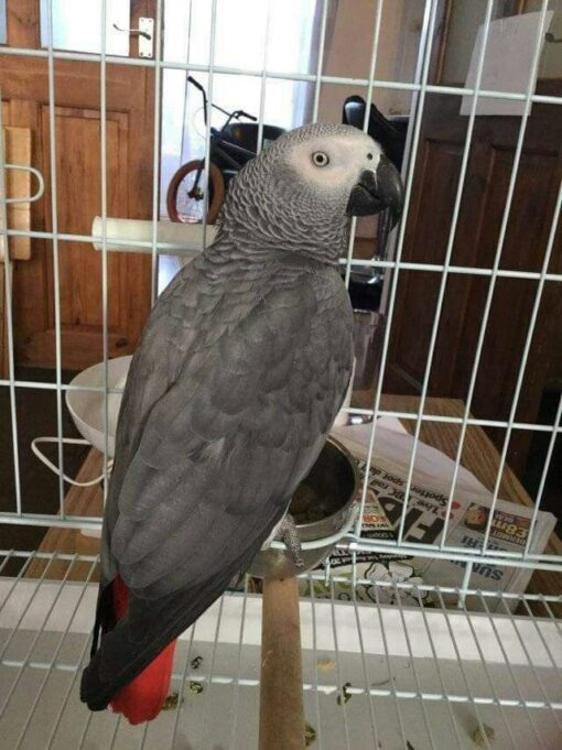 African Grey Parrot - Image 2