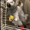 "An African Grey Parrot perched on a branch, showcasing its striking grey feathers and vibrant red tail."
