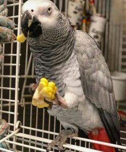 African Grey Parrot