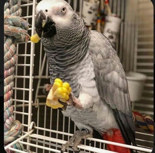 "An African Grey Parrot perched on a branch, showcasing its striking grey feathers and vibrant red tail."