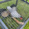 African Grey Parrot - Image 2