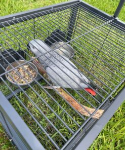 African Grey Parrot