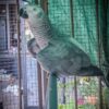 African Grey Parrot - Image 3