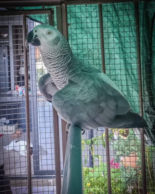 African Grey Parrot - Image 3