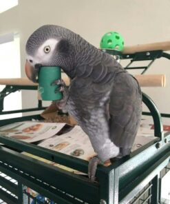 Timneh African Grey Parrot