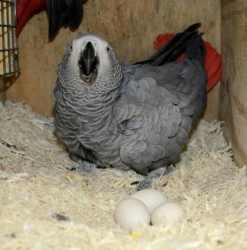 Fertile parrot eggs carefully placed in a soft nesting material, ready for incubation."