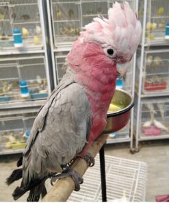 Rose Breasted Cockatoo Parrots