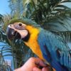 Blue & Gold Macaw Parrot - Image 2