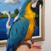 Blue & Gold Macaw Parrot - Image 3