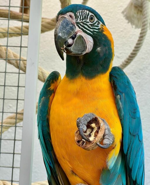 "Vibrant Blue-throated Macaw Parrots perched on a branch, showcasing their striking blue and yellow plumage, unique long tails, and beautiful facial features. These endangered birds are known for their playful behavior and social nature, making them a popular choice among exotic bird enthusiasts. Perfect for birdwatching and conservation photography."