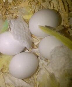 Harlequin Macaw Eggs