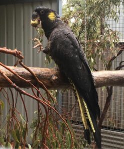 Yellow Tail Black Cockatoo Parrots