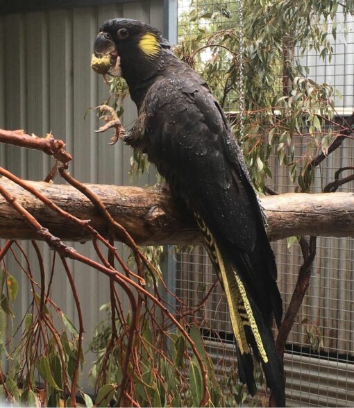 "Yellow Tail Black Cockatoo Parrots perched on a branch, showcasing their striking black feathers and vibrant yellow tail feathers. These exotic birds are known for their playful nature and intelligence, making them popular pets. Image features the unique characteristics and beauty of Yellow Tail Black Cockatoos in a natural setting."