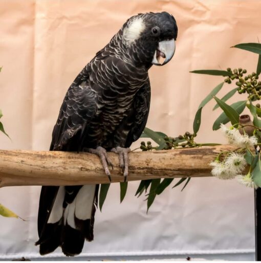 Yellow Tail Black Cockatoo Parrots - Image 2