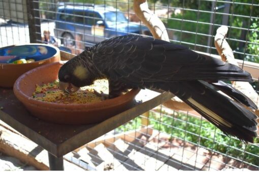 Yellow Tail Black Cockatoo Parrots - Image 3