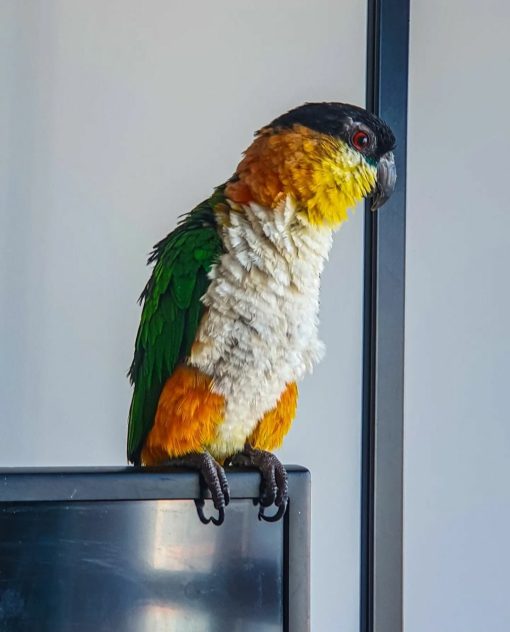 Black headed Caique Parrot - Image 4