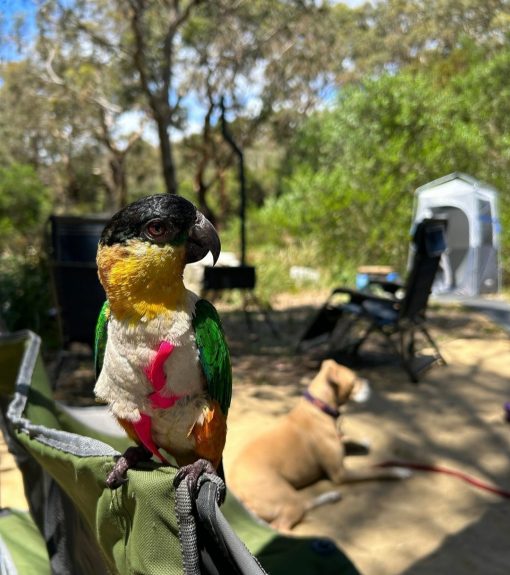 Black headed Caique Parrot - Image 3