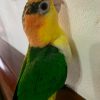 Female White-Bellied Caique Parrot for Sale - Image 2