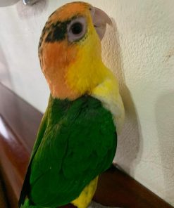 Female White-Bellied Caique Parrot for Sale