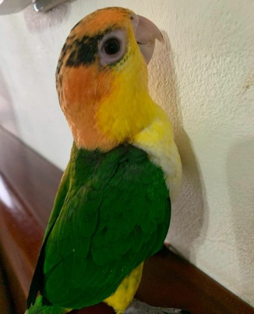 Female White-Bellied Caique Parrot for Sale - Image 2