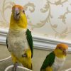 Female White-Bellied Caique Parrot for Sale - Image 3