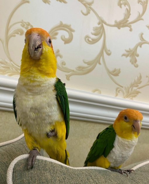 Female White-Bellied Caique Parrot for Sale - Image 3