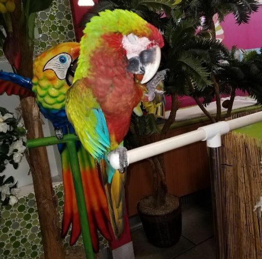 Calico Macaw Parrots - Image 3
