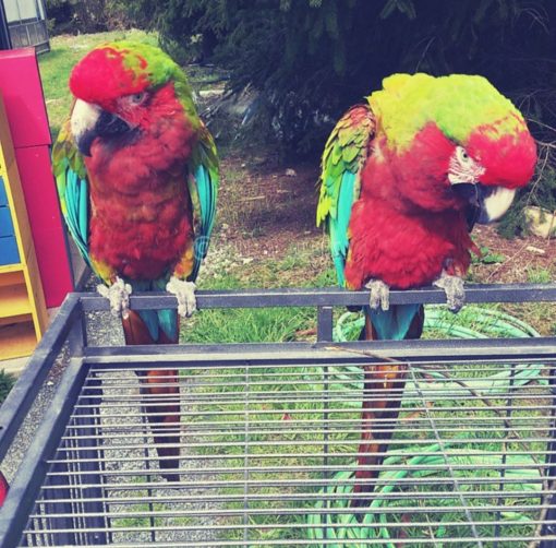 Calico Macaw Parrots - Image 5