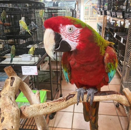 "Vibrant Calico Macaw Parrots perched on a branch, showcasing their stunning plumage with a mix of blue, yellow, and green feathers, known for their playful nature and intelligence, ideal for exotic bird enthusiasts and pet lovers."