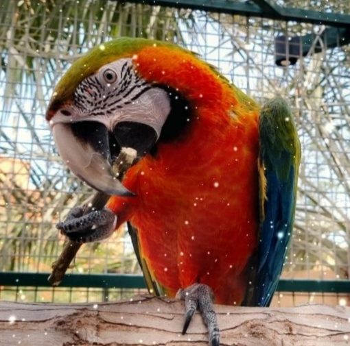 Calico Macaw Parrots - Image 4