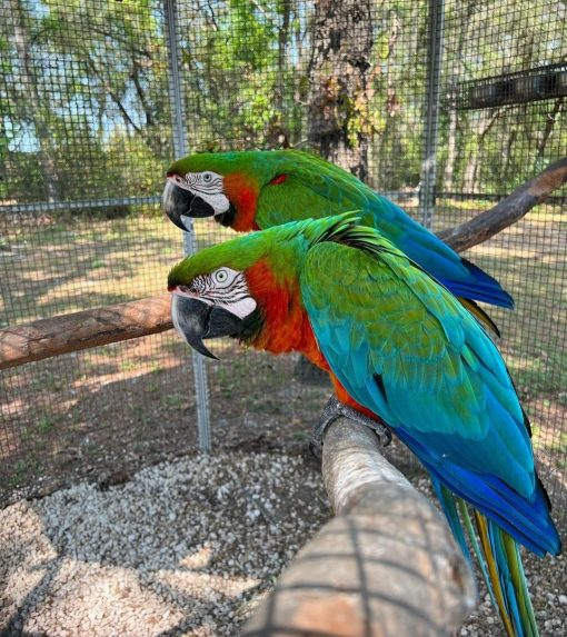 Calico Macaw Parrots - Image 6