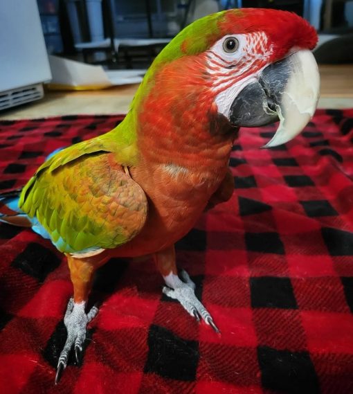 Calico Macaw Parrots - Image 2