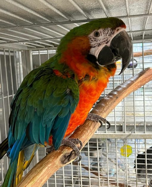 Harlequin Macaw Parrots - Image 7