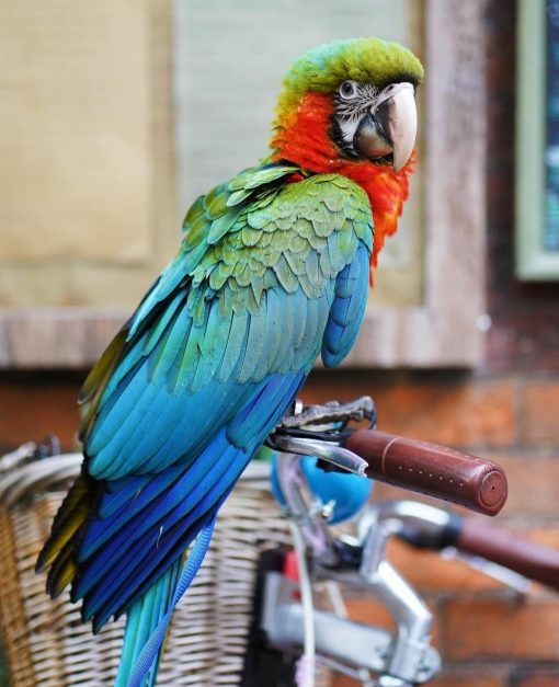 Harlequin Macaw Parrots - Image 6