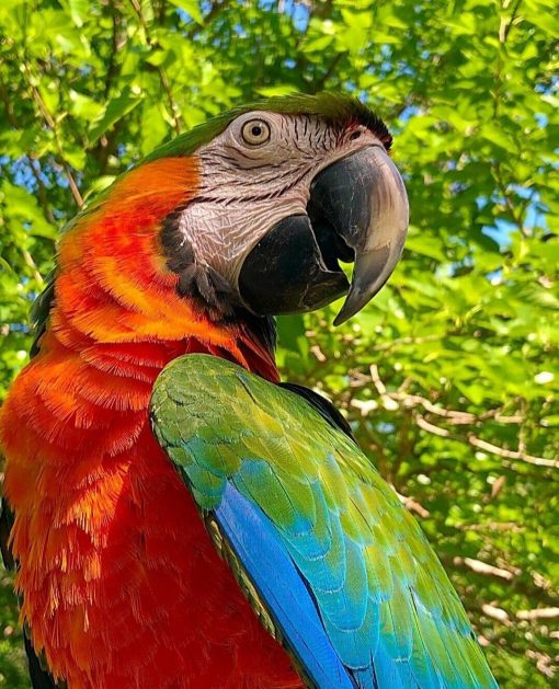 Harlequin Macaw Parrots - Image 5
