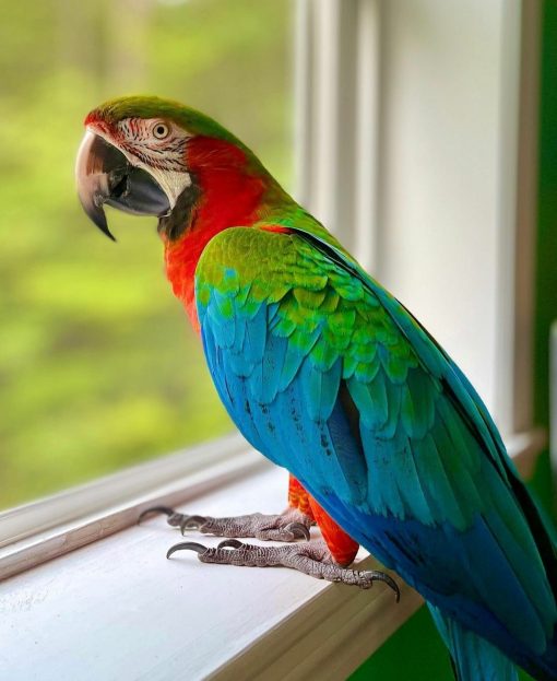 Harlequin Macaw Parrots - Image 4