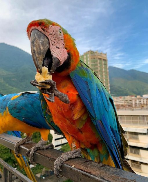 Harlequin Macaw Parrots - Image 3