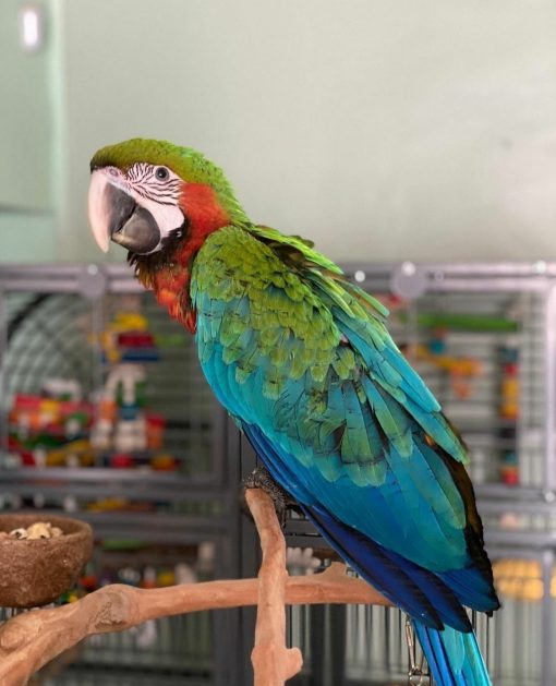 Harlequin Macaw Parrots - Image 8