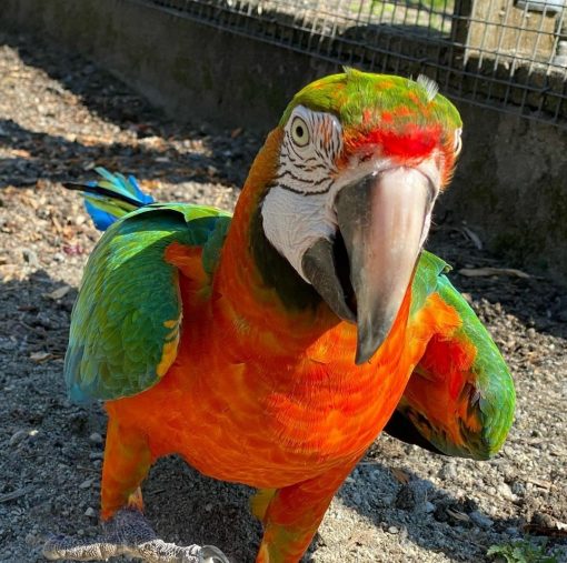 "Vibrant Harlequin Macaw Parrots – Large, intelligent hybrid parrots with striking red, blue, and green plumage. Known for their playful nature, strong bonding, and excellent talking ability. Perfect for exotic bird enthusiasts and pet lovers. Available for sale with worldwide shipping!"
