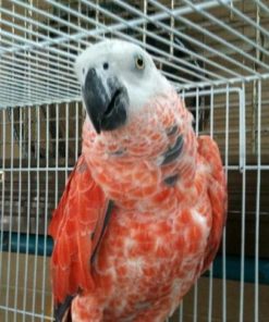 Red Factor African Grey For Sale