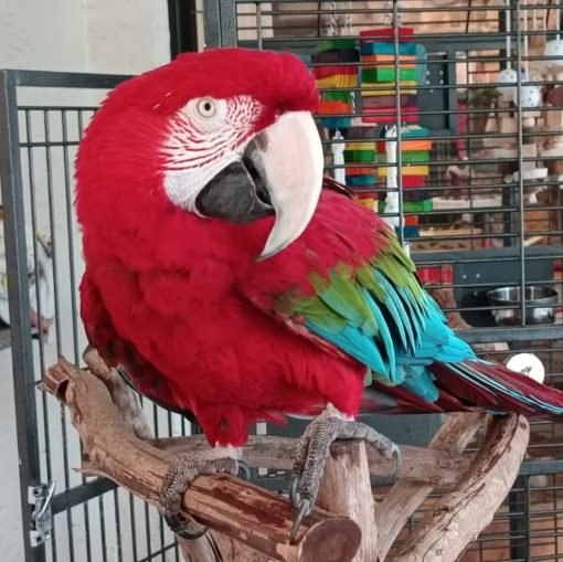 Green-Winged Macaw Parrots - Image 8