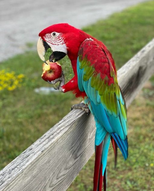 Green-Winged Macaw Parrots - Image 9