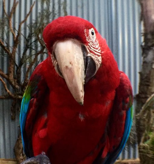 Green-Winged Macaw Parrots - Image 3