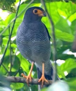 Plumbeous Forest-falcon Micrastur plumbeus