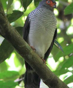 Cryptic Forest-falcon Micrastur mintoni