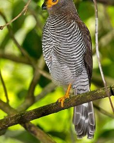 Barred Forest Falcon